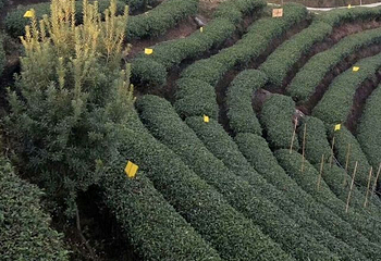 仙人山景区第 22 张图片