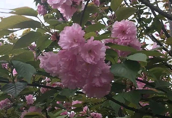 花田广兴宝塔浪漫樱花园第 8 张图片