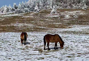 仙女山滑雪场第 24 张图片