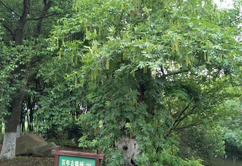 苏州中国花卉植物园第 57 张图片