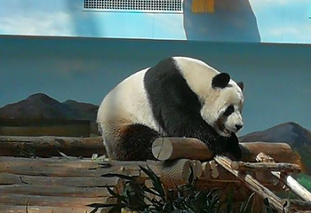 中国亚布力熊猫馆第 18 张图片