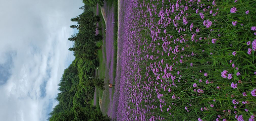 野三关森林花海第 20 张图片