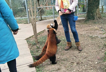 仙芝竹尖生态园第 13 张图片