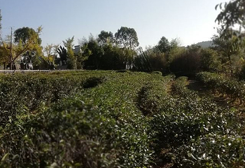 中华武夷茶博园第 37 张图片