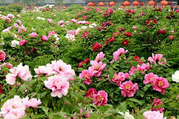 曹州百花园第 30 张图片