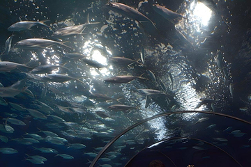 上海海洋水族馆第 220 张图片