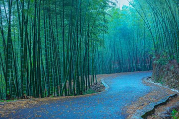 阳明山国家森林公园第 46 张图片