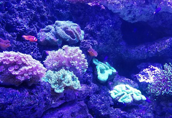 徐州海底世界第 18 张图片