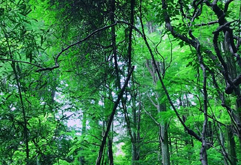 波尔登森林公园第 42 张图片