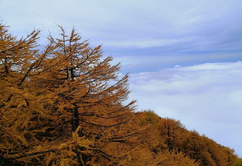 太白山国家森林公园第 58 张图片