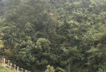 朱旺村第 22 张图片