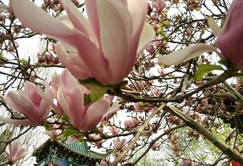 罗庄宝泉寺公园第 13 张图片
