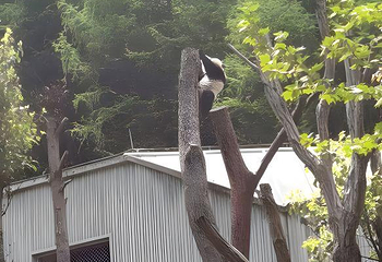 卧龙中华大熊猫苑神树坪基地第 45 张图片