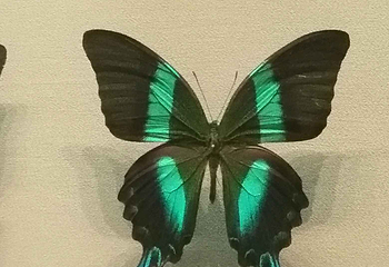 天津自然博物馆第 32 张图片