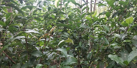 中缅国门第 8 张图片