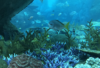新加坡海洋生物园第 9 张图片
