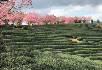 永福台品樱花茶园第 31 张图片