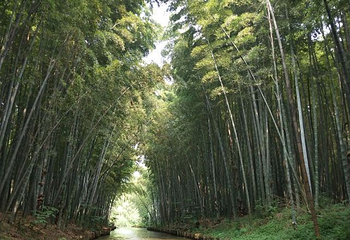 同里国家湿地公园第 6 张图片