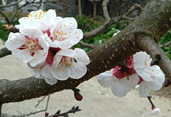 青白江杏花村第 15 张图片