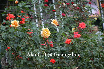 云台花园第 46 张图片
