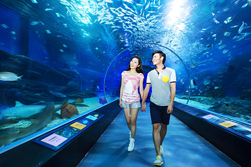 海合安成都极地海洋公园第 72 张图片