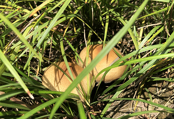 南湖多彩植物园第 60 张图片