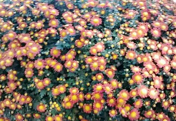 中国菊园第 10 张图片
