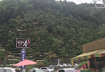 忘忧森林第 19 张图片