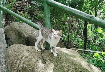 崂山九水游览区第 26 张图片