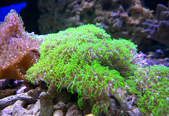 海洋之窗第 71 张图片