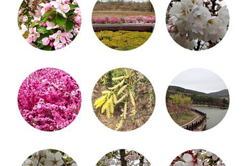龙王塘樱花园第 21 张图片