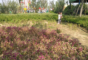 法莉兰童话王国第 41 张图片