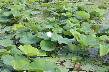阳澄湖莲花岛第 35 张图片