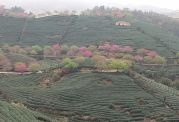 永福台品樱花茶园第 39 张图片
