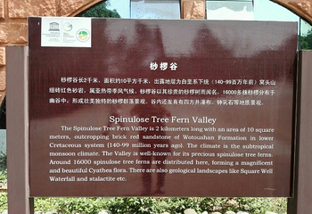 金花桫椤谷第 18 张图片