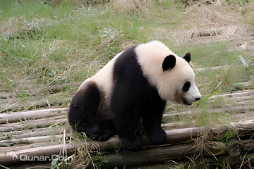 都江堰中华大熊猫苑(原熊猫乐园)第 6 张图片