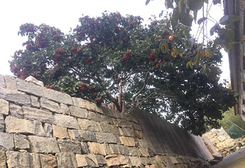 蒙山人家景区第 31 张图片