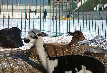 二宫滑雪场第 10 张图片