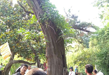 扬州东关街历史文化街第 19 张图片