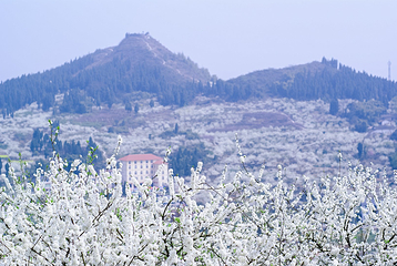 统景印盒李花生态旅游区第 12 张图片