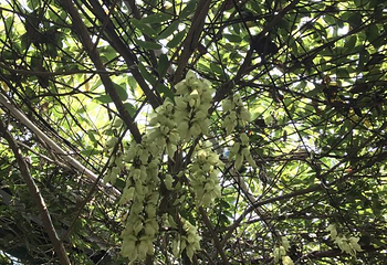 五彩禾雀花基地第 24 张图片