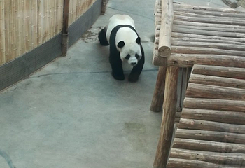 中国亚布力熊猫馆第 25 张图片