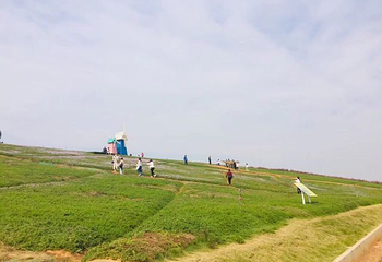 洋沙湖花海营地第 27 张图片