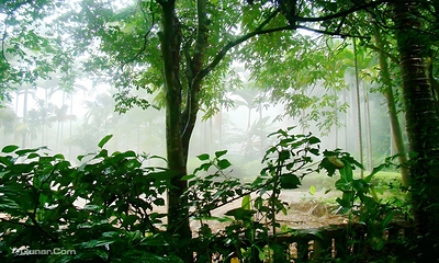 兴隆热带植物园第 23 张图片