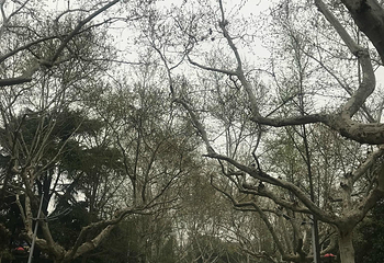 南京大学(鼓楼校区)第 34 张图片
