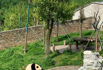 卧龙中华大熊猫苑神树坪基地第 79 张图片