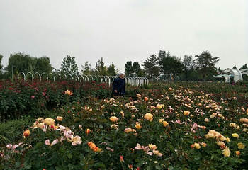 北京爱情海玫瑰园第 42 张图片