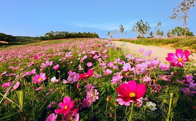 烟集花海薰衣草庄园第 21 张图片