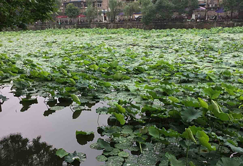 富顺西湖第 4 张图片