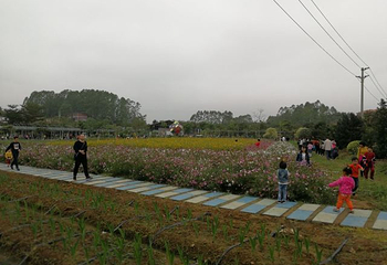 大埔围美丽乡村景区第 7 张图片